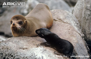 Illustration for article titled Pinnipednesday - Arctocephalus galapagoensis Edition